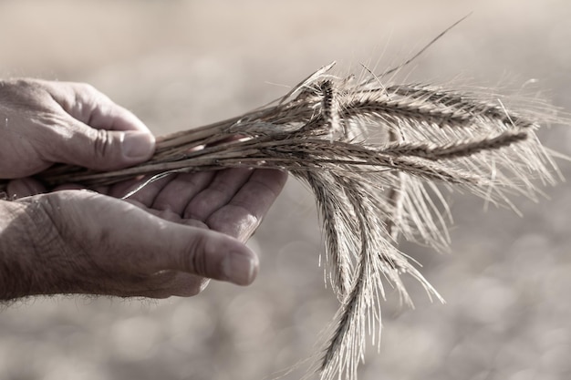 Male hands holding golden wheat ears