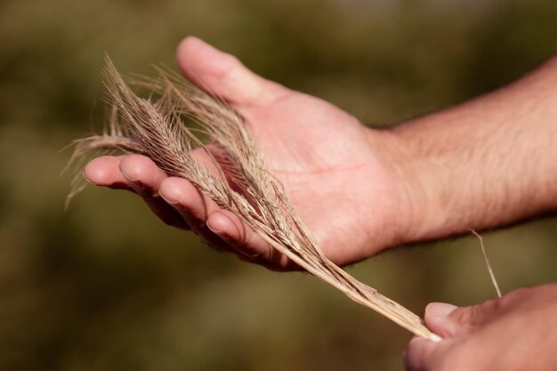 Foto mani maschili che tengono orecchie d'oro di grano