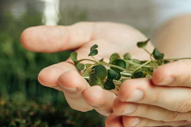 Male hands holding micro green sprouts