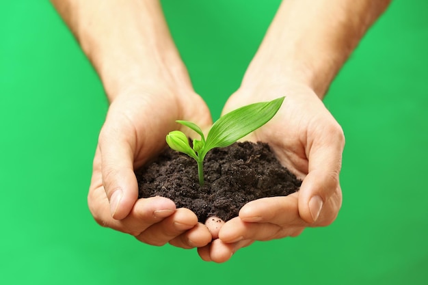 Male hands holding plant and soil on green background