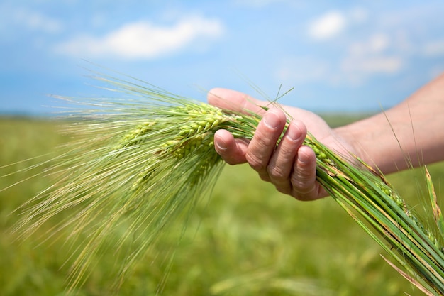 Male hands holding spikelets on wheat field in harvest time