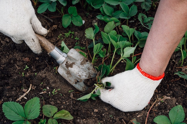 Le mani maschili piantano piantine di fragole, coltivano e trapiantano. foto di alta qualità