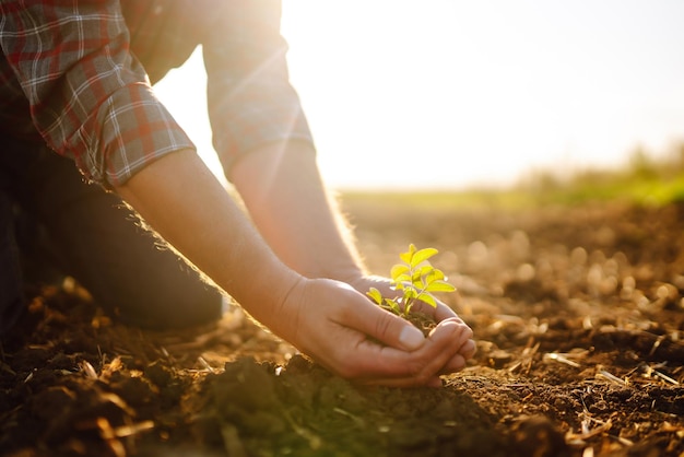 Male hands touching soil on the field Expert hand of farmer checking soil health Ecology concept