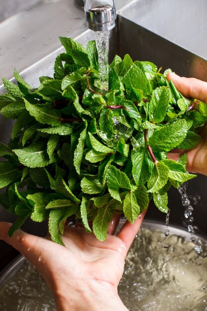 Male hands wash mint.