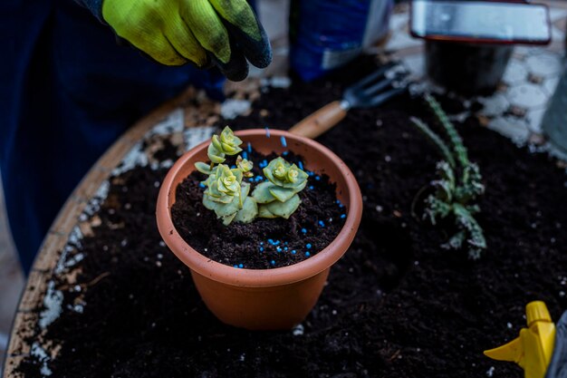 土壌の背景に植物のための肥料と男性の手