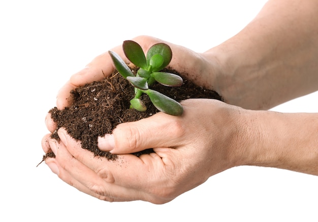 Male hands with plant and soil on white surface. Earth day celebration