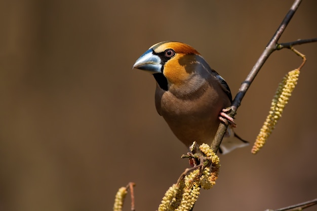 Hawfinch maschio che si siede ancora su un albero nocciola in fiore nella primavera.