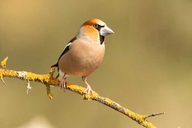 깃털을 긁는 새벽의 첫 빛을 가진 수컷 Hawfinch