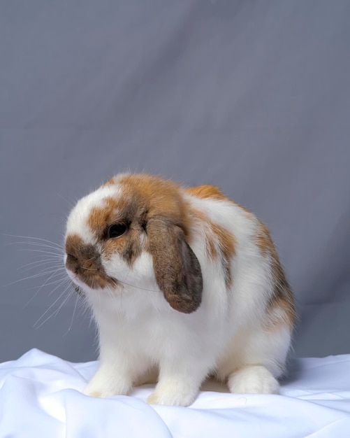 Male holland loop rabbit with hat pet photography photo shoot studio with grey background