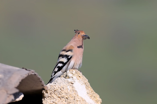 Premium Photo  Hoopoe sits on rocks and holds a thick worm in his long  beak close up