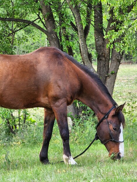 Male horse grazing under the trees