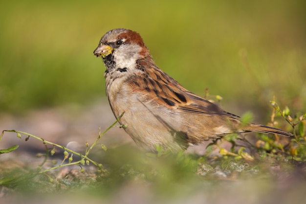 Male house sparrow feeding on grass seeds and sitting on the ground in summer