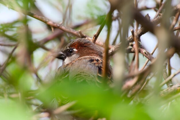 写真 茂みの中に隠れている雄の家<unk>