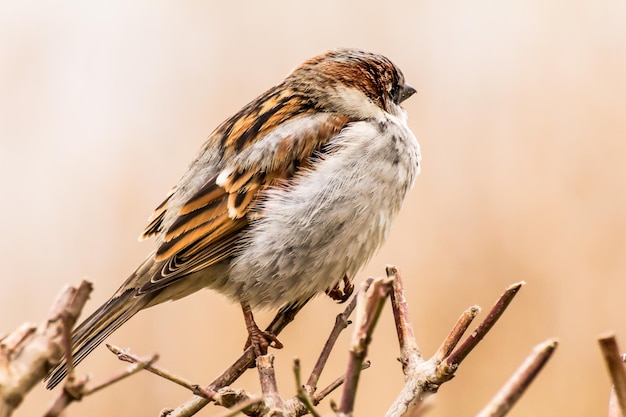 Photo male house sparrow or passer domesticus is a bird of the sparrow family passeridae