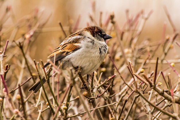 Photo male house sparrow or passer domesticus is a bird of the sparrow family passeridae