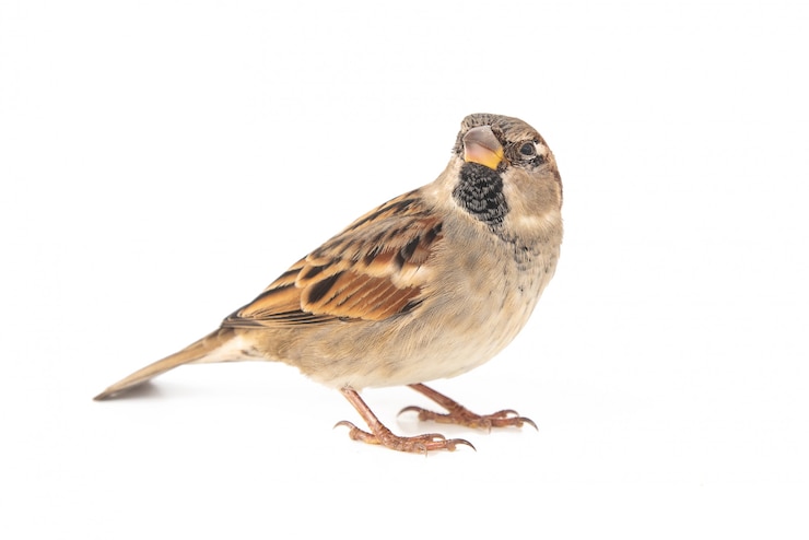 Мужской домовый воробей (passer domesticus), изолированных на белом фоне