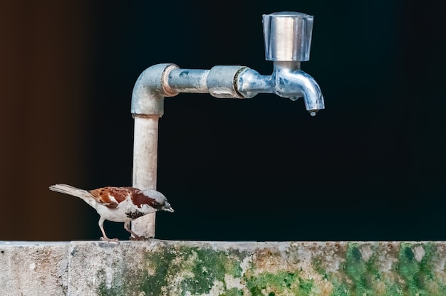 A male house sparrow trying to drink water from a water tape