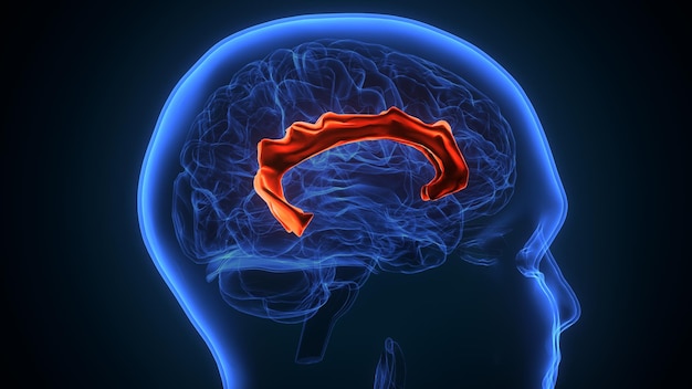 남자 뇌 해부학 3D 일러스트레이션