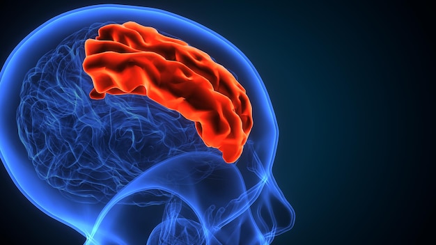 анатомия мужского мозга 3D иллюстрация