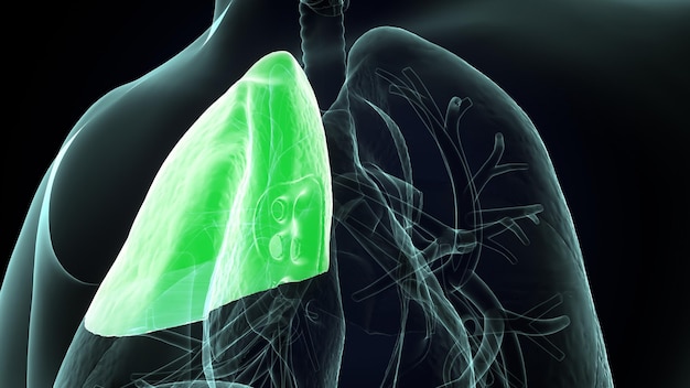 Foto anatomia della respirazione dei polmoni maschili illustrazione 3d