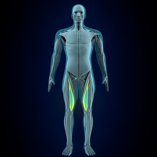 male human muscle anatomy system