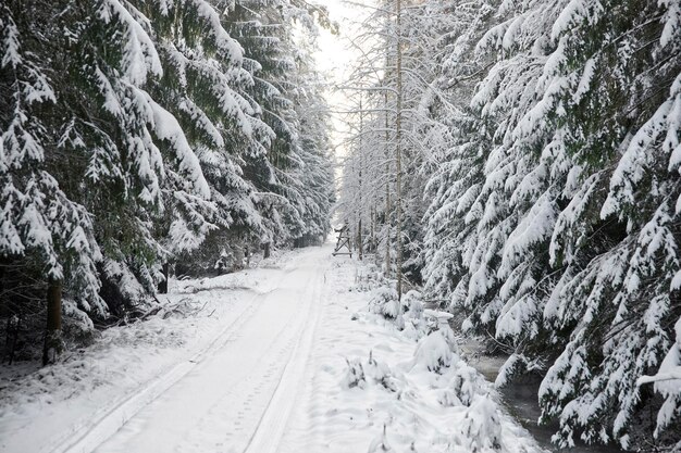 Cacciatore maschio seduto sulla torre di guardia nella foresta in inverno. la caccia e il tiro sono praticati da molti secoli. uno degli obiettivi è controllare la popolazione animale nella vita selvaggia