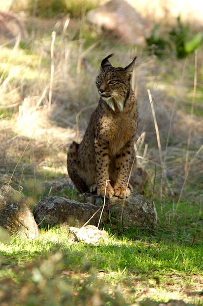 Photo male of iberian lynx, bobcat, wildcat, lynx pardinus, lynx