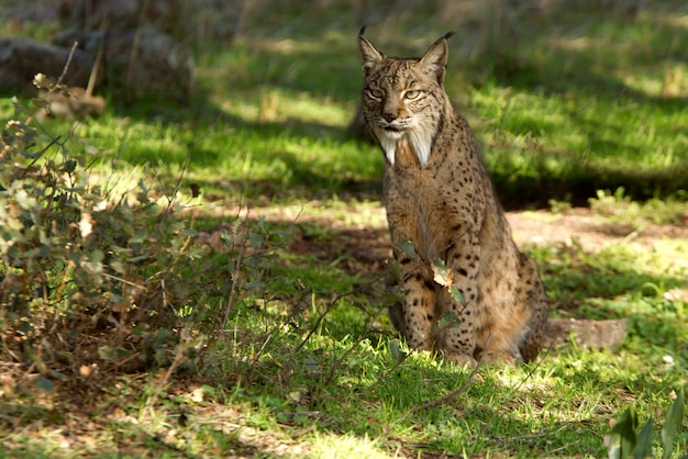 Foto maschio di lince iberica nella nebbia, bobcat, gatto selvatico, lynx pardinus, lince