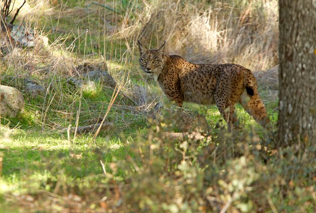 Male of Iberian Lynx, Lynx pardinus