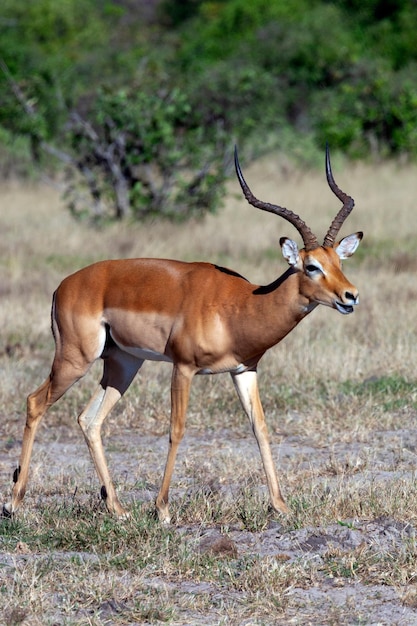 Male Impala Antelope Botswana Africa