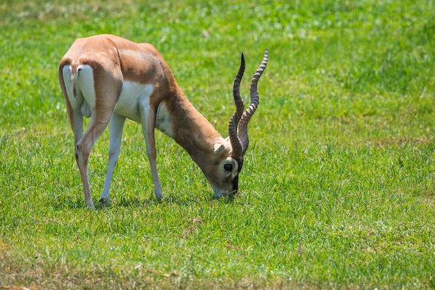 Male impala grazing in the meadow