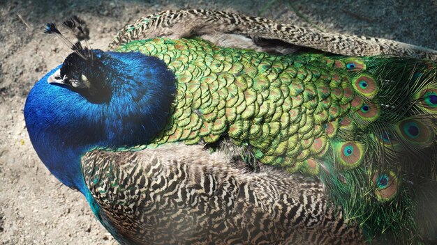 Male Indian blue peacock walks around the yard Colorful bird with a bright pattern on the feathers closeup