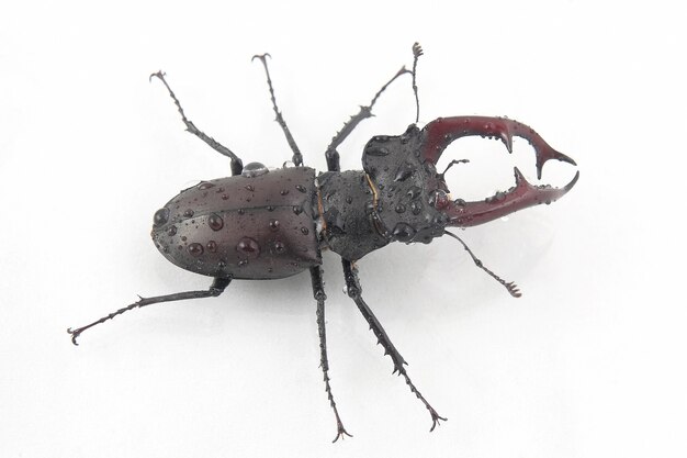 Male insect beetle deer with antlers on white 