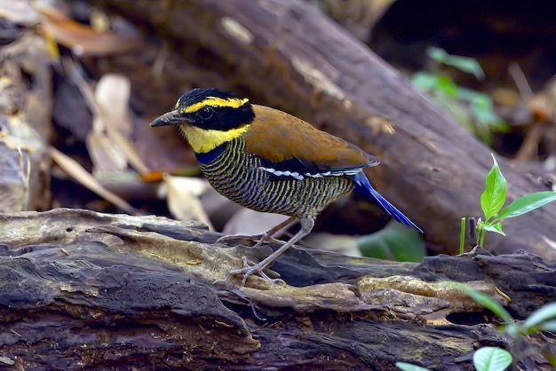 Male javan banded pitta looking for food