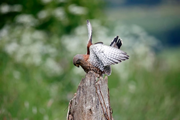 Male kestrel on a perch eating its prey