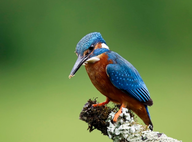 Male kingfisher fishing from a mossy perch