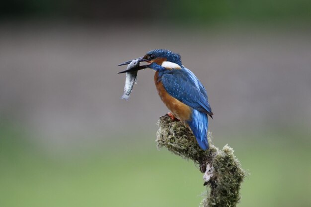 Male kingfisher hunting fish from a mossy branch