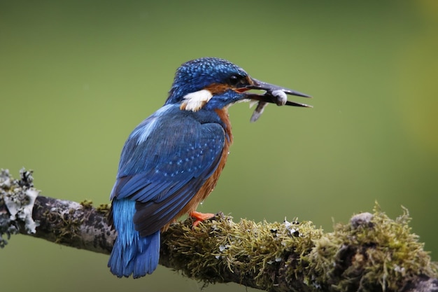 Male kingfisher on a mossy perch catching fish for its chicks.