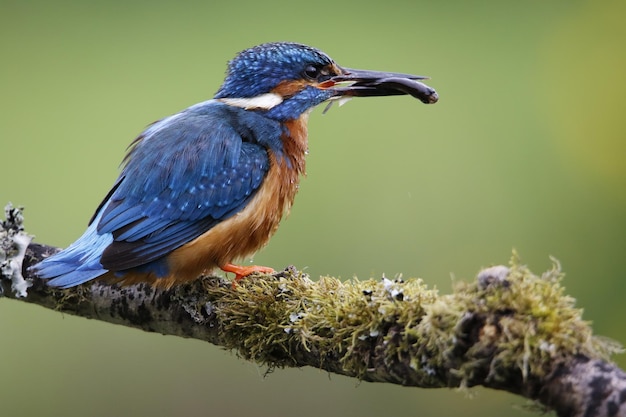 Male kingfisher on a mossy perch catching fish for its chicks.