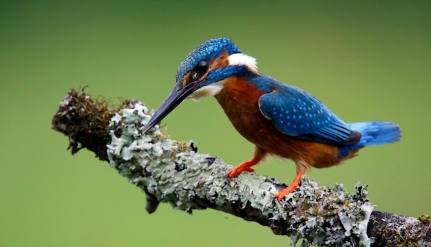 Male kingfisher on a mossy perch catching fish for its chicks.