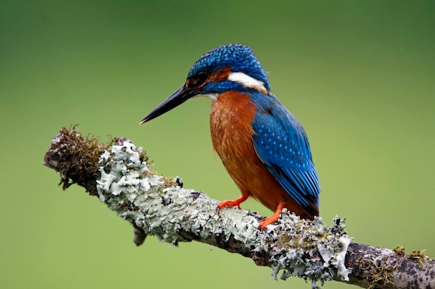 Male kingfisher on a mossy perch catching fish for its chicks.