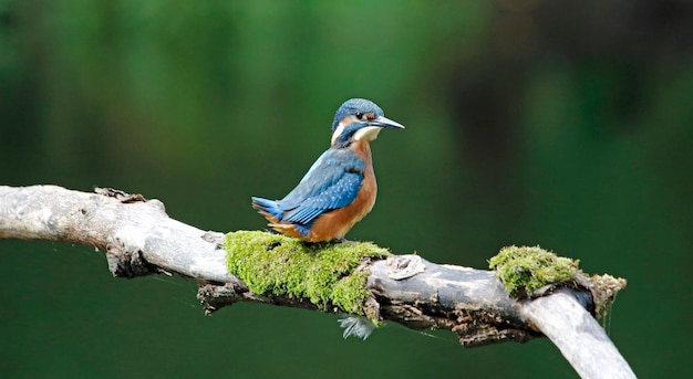 Male kingfisher perched on a mossy branch