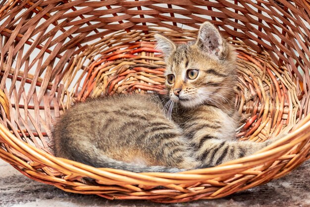 Male kitten sitting in a wicker basket. Interesting animals