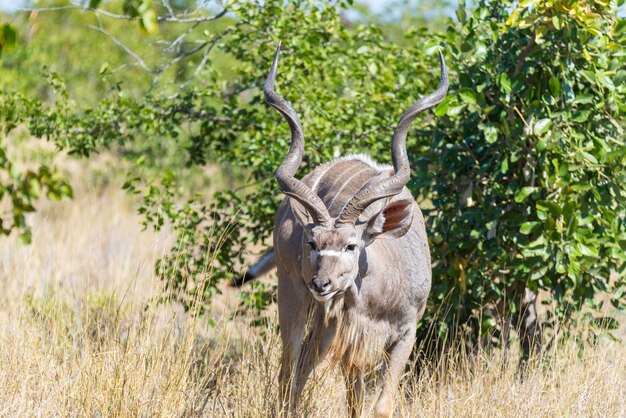 Male Kudu in the bush