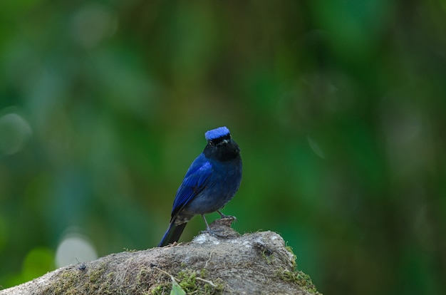 男性の大きいNiltava（Niltava grandis）