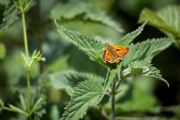 Самец бабочки большого шкипера (Ochlodes venatus)