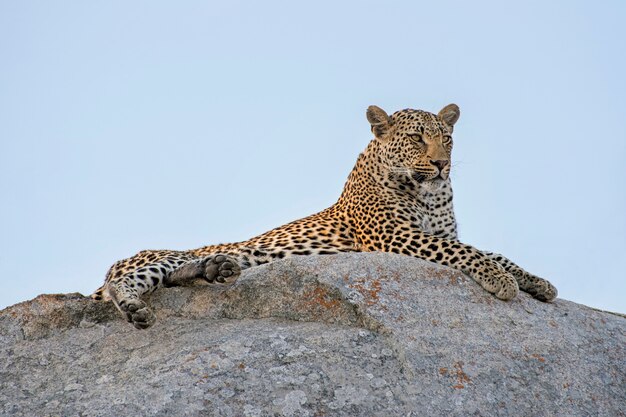 Leopardo maschio che si trova su una roccia