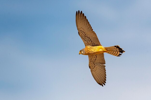 Male Lesser kestrel Falco naumanni Toledo Spain