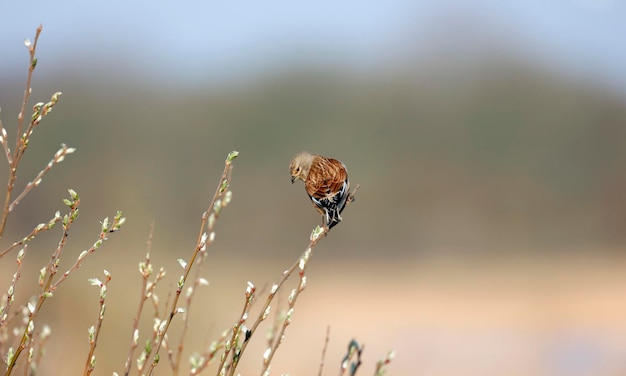 写真 木のてっぺんから歌っているオスのカワセミ