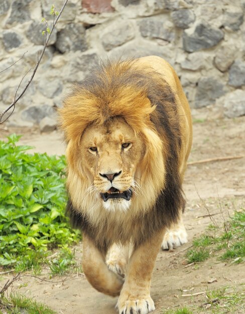 Male Lion in all of his glory